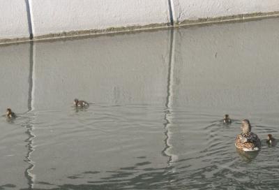 Прикрепленное изображение: 001.jpg